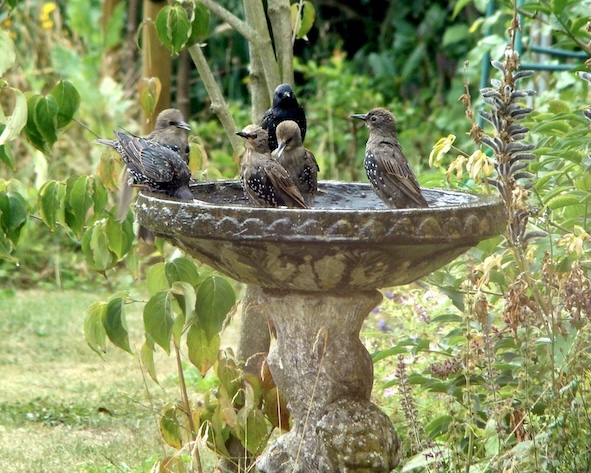 starling